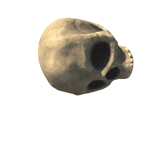 Bone_Skullprp 1